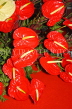 MAURITIUS, red Anthurium flowers, MRU401JPL