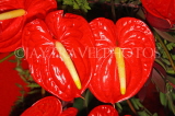 MAURITIUS, red Anthurium flowers, MRU403JPL