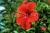 MAURITIUS, red Hibiscus flower, MAU380JPL