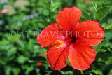 MAURITIUS, red Hibiscus flower, MAU381JPL