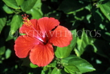 MAURITIUS, red Hibiscus flower, MRU382JPL