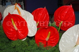 MAURITIUS, red and white Anthurium flowers, MRU404JPL