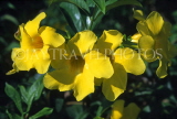 MAURITIUS, yellow Allamanda flowers, MRU376JPL