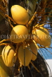 MAURITIUS, young orange coconuts, on tree, MRU285JPL