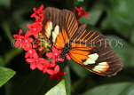 MEXICO, Doris Longwing Butterfly, MEX753JPL