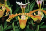 MEXICO, Paphiopedilum Orchid, MEX698JPL