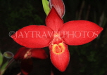 MEXICO, Phragmipedium Orchid, MEX683JPL