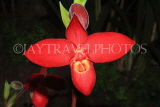 MEXICO, Phragmipedium Orchid, MEX684JPL