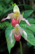 MEXICO, Phragmipedium Orchids, MEX689JPL