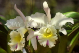 MEXICO, Yucatan, Cattleya Orchid, MEX600JPL
