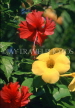 MEXICO, Yucatan, Hibiscus (red) and yellow Oliyander (Alamanda) flowers, MEX519JPL