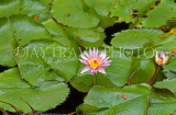 MEXICO, Yucatan, flowers of Mexico, Water Lily, MEX595JPL