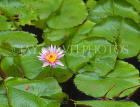 MEXICO, Yucatan, flowers of Mexico, Water Lily, MEX680JPL