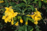 MEXICO, Yucatan, flowers of Mexico, Yellow Oleander, MEX671JPL