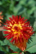 MEXICO, Yucatan, flowers of Mexico, large red and yellow Dahlia, MEX676JPL