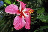 MEXICO, Yucatan, flowers of Mexico, pink Hibiscus, MEX670JPL