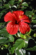 MEXICO, Yucatan, red Hibiscus flower, MEX573JPL