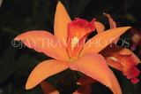 MEXICO, orchid farm, Laelia Cattleya Orchid, MEX691JPL