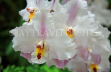 MEXICO, orchid farm, Odontoglossum Orchids, MEX685JPL