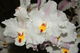 MEXICO, orchid farm, Odontoglossum Orchids, MEX686JPL