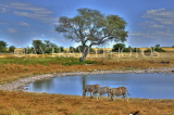 NAMIBIA, Etosha National Park, Burchells Zebras at waterhole, NAM204JPL