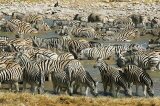 NAMIBIA, Etosha National Park, Burchells Zebras drinking at waterhole, NAM203JPL