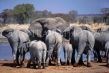 NAMIBIA, Etosha National Park, Elephants by waterhole, NAM103JPL
