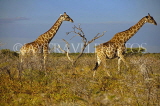 NAMIBIA, Etosha National Park, Giraffes, NAM193JPL
