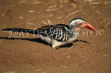 NAMIBIA, Etosha National Park, red billed Hornbill, NAM130JPL