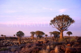 NAMIBIA, Quiver Tree Forest, NAM122JPL