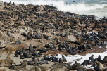 NAMIBIA, Swakopmund, Skeleton Coast, Fur Seals at the Cape Cross Reserve, NAM167JPL
