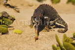 NAMIBIA, Swakopmund, Skeleton Coast, Namaqua chameleon eating a worm, desert, NAM160JPL