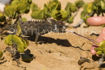 NAMIBIA, Swakopmund, Skeleton Coast, Namaqua chameleon eating a worm, desert, NAM161JPL