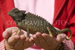 NAMIBIA, Swakopmund, Skeleton Coast, Naukluft Desert, man holding Namaqua chameleon, NAM164JPL