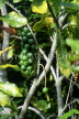 NEW ZEALAND, North Island, Macadamia nut tree with fruit (nuts), NZ100JPL