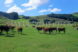 NEW ZEALAND, North Island, Tauranga, farmland and cows, NZ132JPL