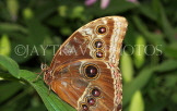 PANAMA, Owl Butterfly, PAN87JPL