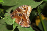 PANAMA, Owl Butterfly, PAN88JPL