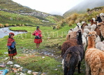 PERU, Chupani, Andean Mountains, villagers with a herd of Llamas, PER107JPL