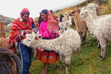 PERU, Chupani, Andean Mountains, villagers with a herd of Llamas, PER111JPL
