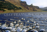 SCOTLAND, Edinburgh, Holyrood Park, swans in St Margaret's Loch, SCO809JPL