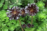 SCOTLAND, Edinburgh, Royal Botanic Garden, Black Cactus Rose, SCO1248JPL