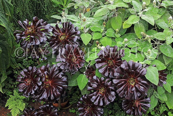 SCOTLAND, Edinburgh, Royal Botanic Garden, Black Cactus Rose, SCO1249JPL