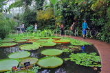 SCOTLAND, Edinburgh, Royal Botanic Garden, Glasshouses, giant water lilies, SCO1203JPL