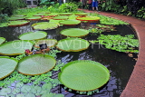 SCOTLAND, Edinburgh, Royal Botanic Garden, Glasshouses, giant water lilies, SCO1204JPL