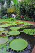 SCOTLAND, Edinburgh, Royal Botanic Garden, Glasshouses, giant water lilies, SCO1205JPL