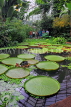 SCOTLAND, Edinburgh, Royal Botanic Garden, Glasshouses, giant water lilies, SCO1206JPL