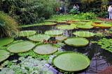 SCOTLAND, Edinburgh, Royal Botanic Garden, Glasshouses, giant water lilies, SCO1207JPL