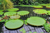 SCOTLAND, Edinburgh, Royal Botanic Garden, Glasshouses, giant water lilies, SCO1210JPL