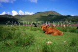 SCOTLAND, Highlands, Highland Cattle, SCO762JPL